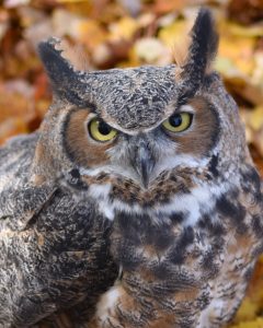 UPPAA A close-up of a great horned owl with yellow eyes, mottled brown and white feathers, and prominent feather tufts, standing in front of a blurred background of autumn leaves.