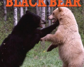 UPPAA Two black bears, one dark and one light-colored, stand facing each other on grass. The book cover reads: “Understanding Michigan Black Bear: The Truth About Bears and Bear Hunting” by Richard P. Smith. 3rd edition.